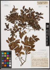 Foto von Salix waldsteiniana Willd.